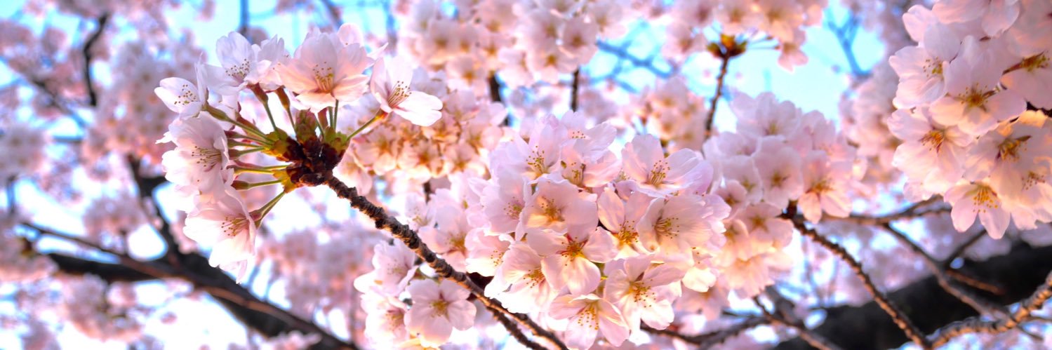 Spring_M042_'s profile banner image
