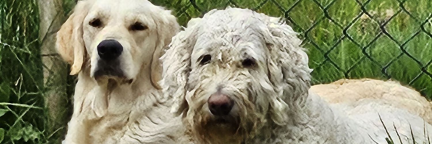 beccanen1's profile banner image