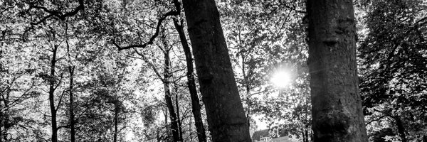 bardborger Profile Banner