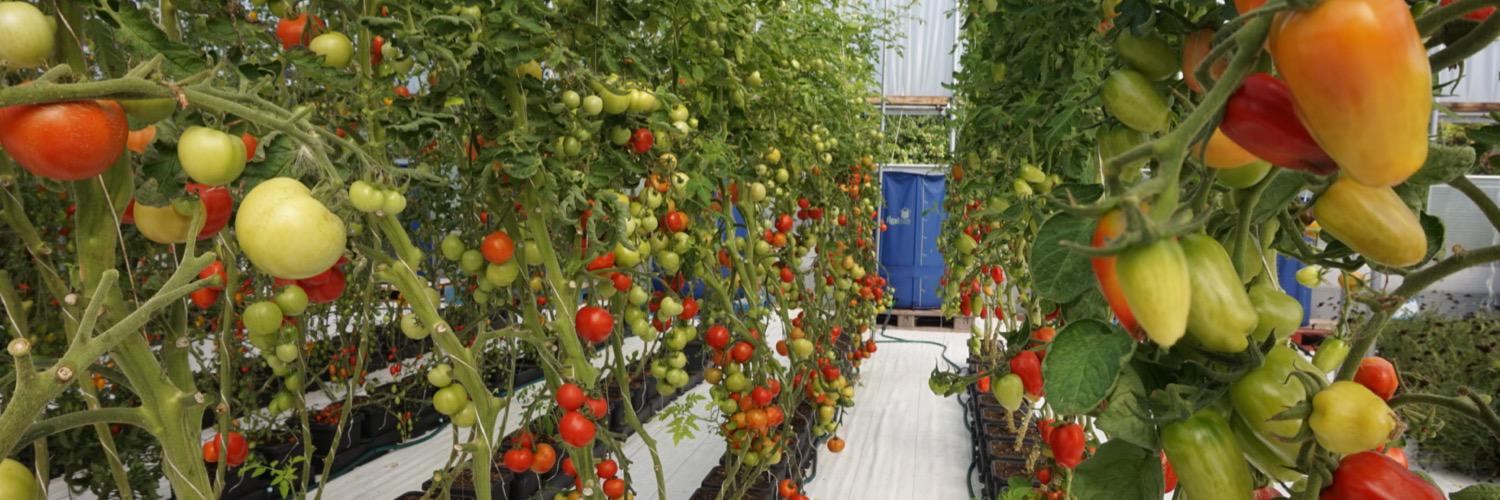 teamhydroponics's profile banner image