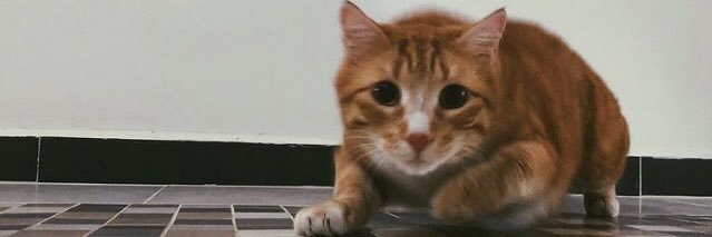 ssenatas's profile banner image