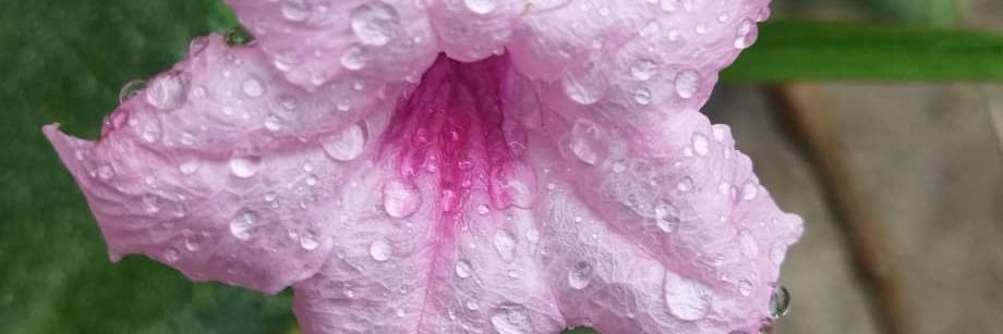 Marianela García banner