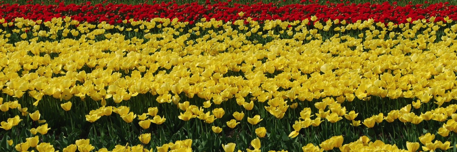 Dr. Katie Dunn Tenpas banner