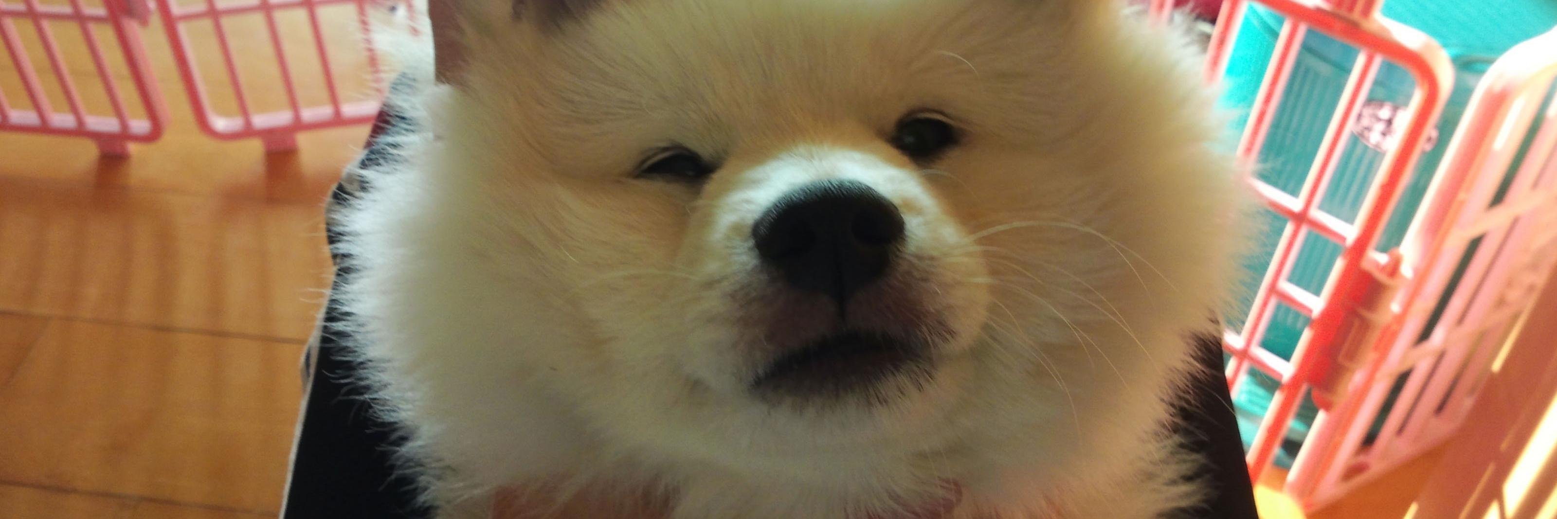 spitz_milk's profile banner image