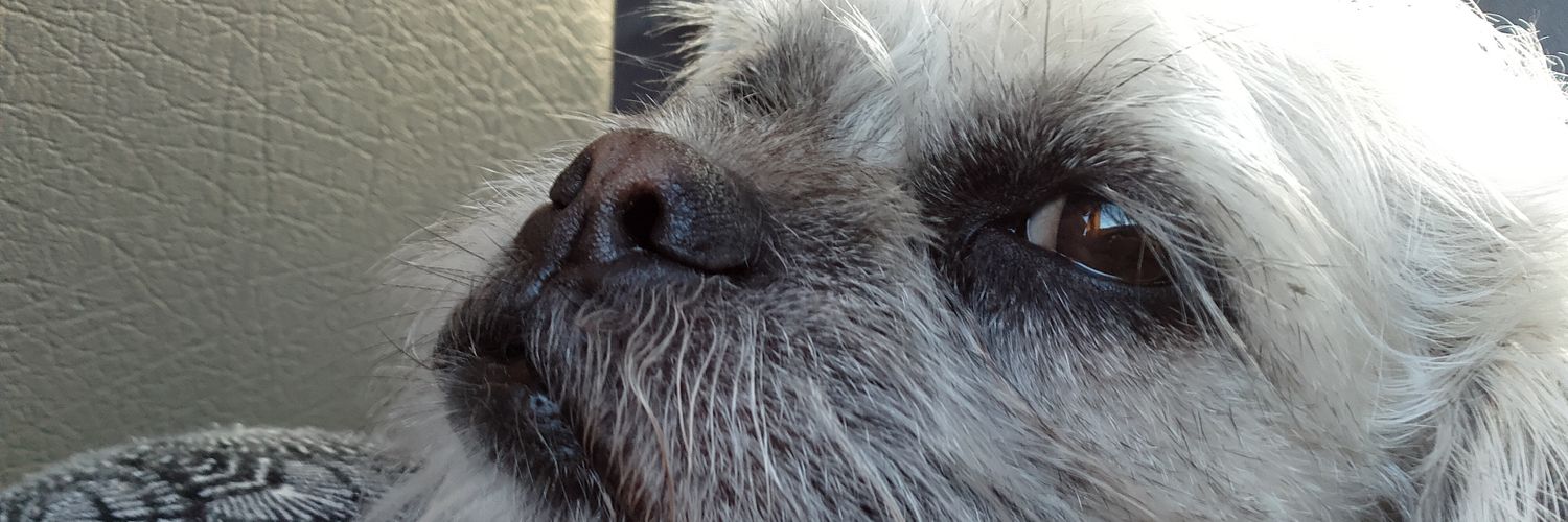 _Ritamon_'s profile banner image