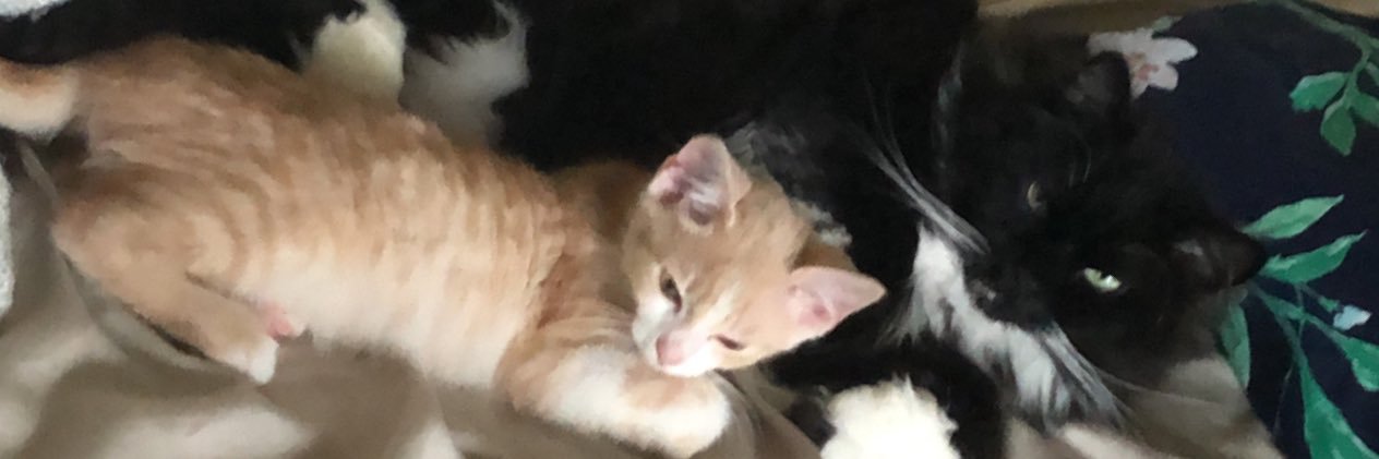 ashleysonja's profile banner image
