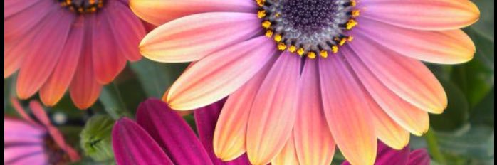 _ShaeByDay's profile banner image