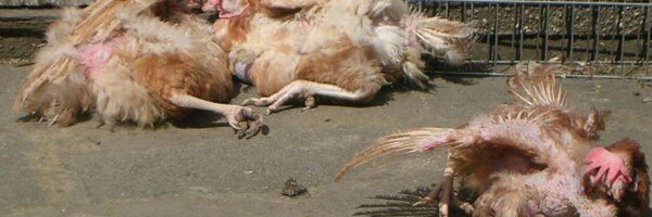 ExBatsforEver Profile Banner