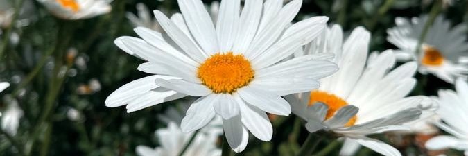 🌼 banner