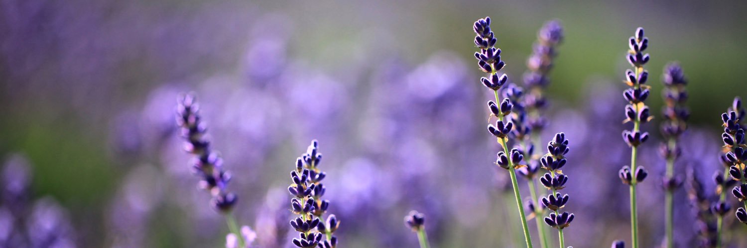 dawndesart's profile banner image