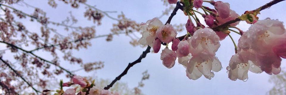 amandabcanfield's profile banner image
