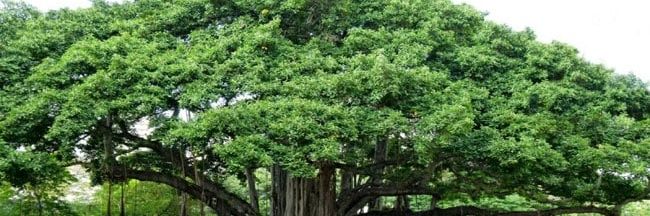 suyash_ashida's profile banner image