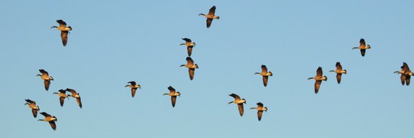 celvoz Profile Banner