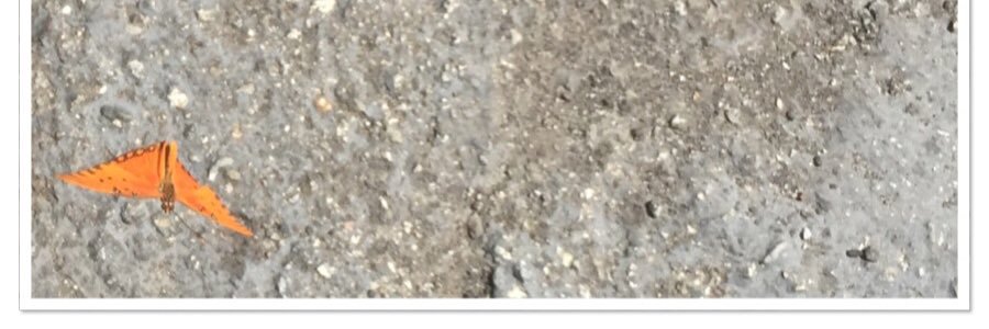 abilityNezPerce's profile banner image