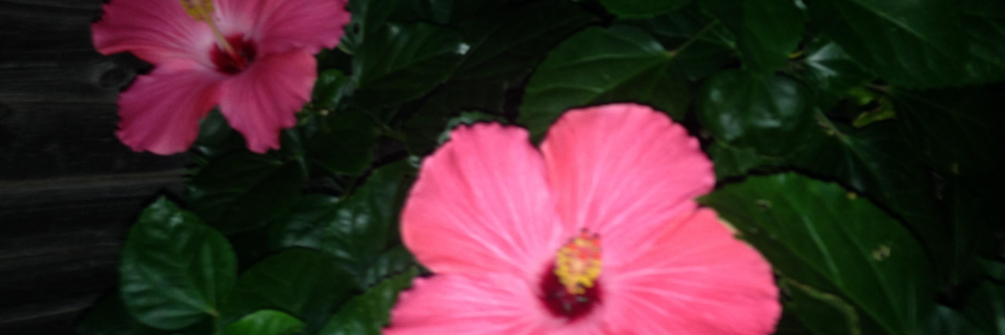 cljabilene's profile banner image