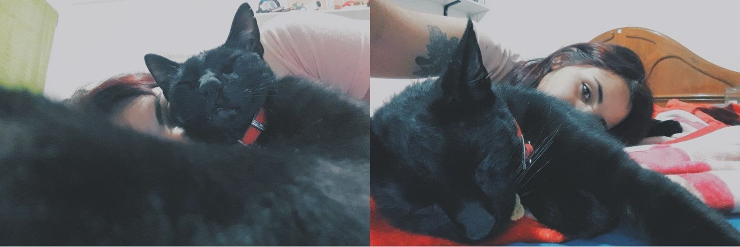 sofidufur's profile banner image