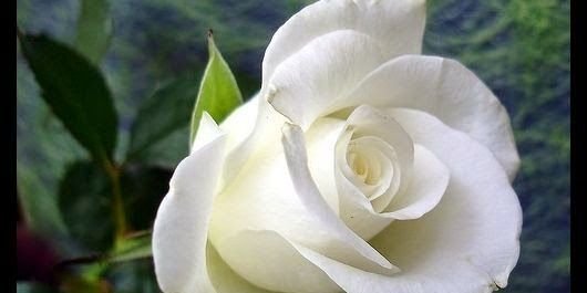 28ebdcd522f0486's profile banner image