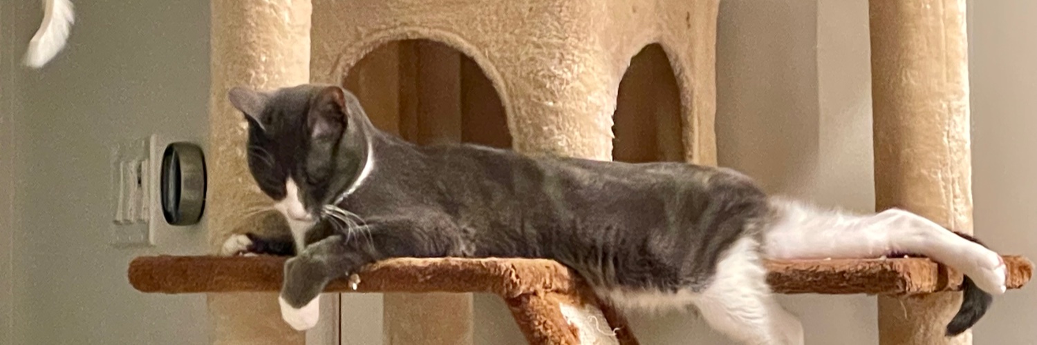 TheMellyBee's profile banner image