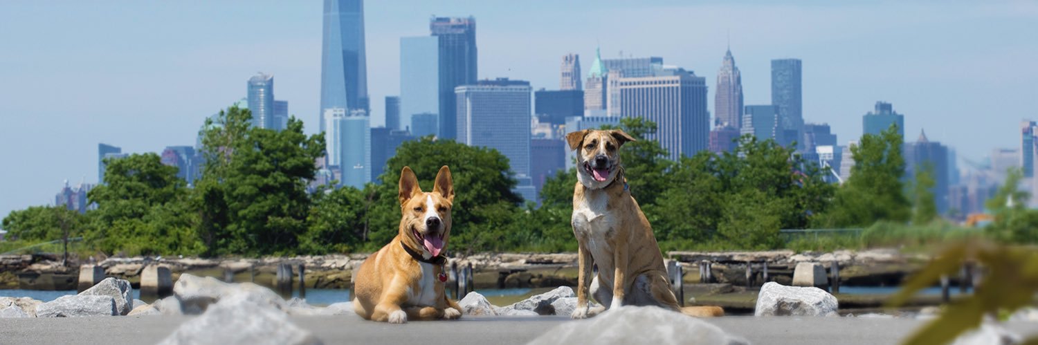 CanineCohen's profile banner image