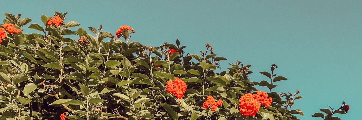 madeeadams's profile banner image