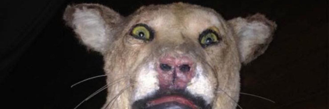 elkevin8's profile banner image