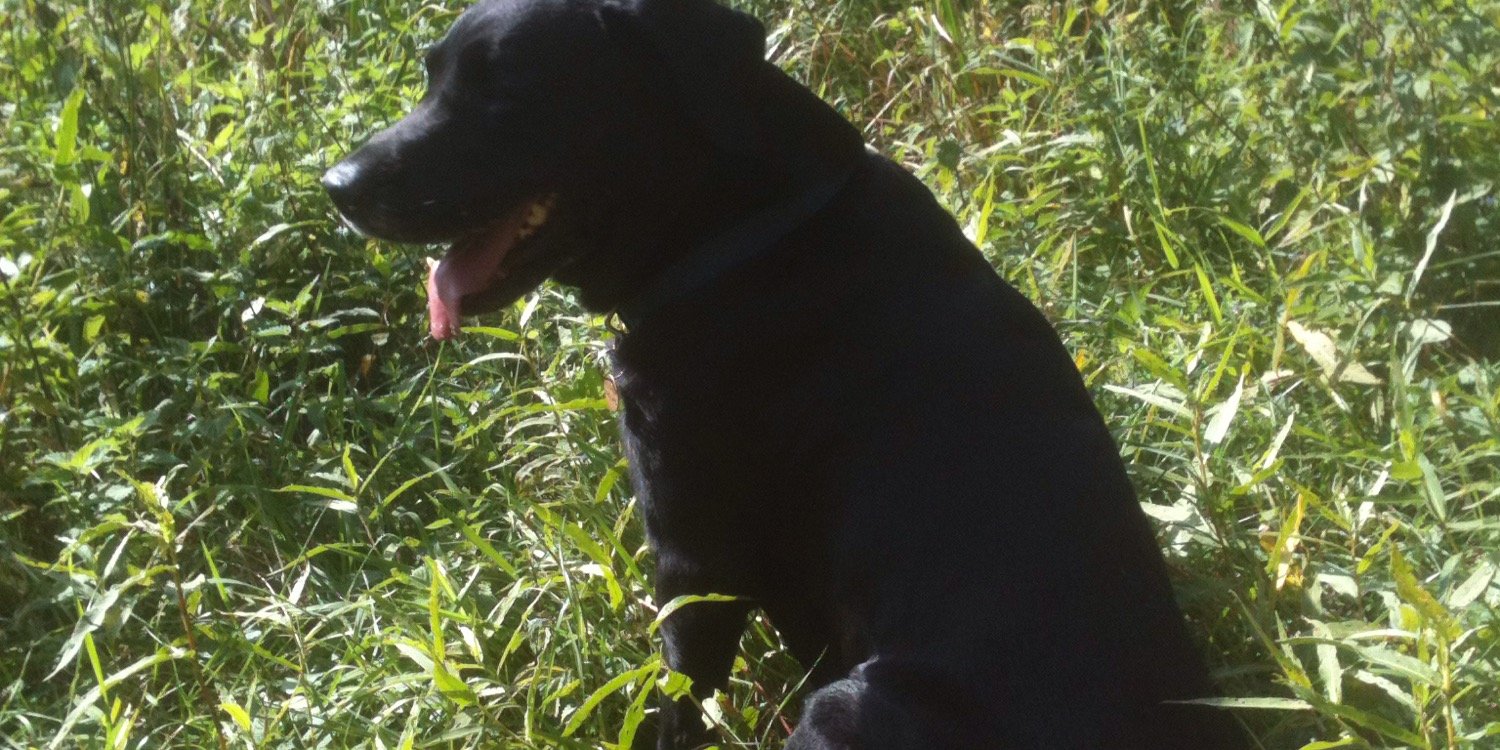 bodille61's profile banner image