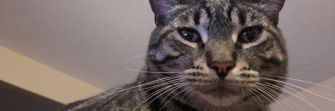 ScreaminSquirrl's profile banner image