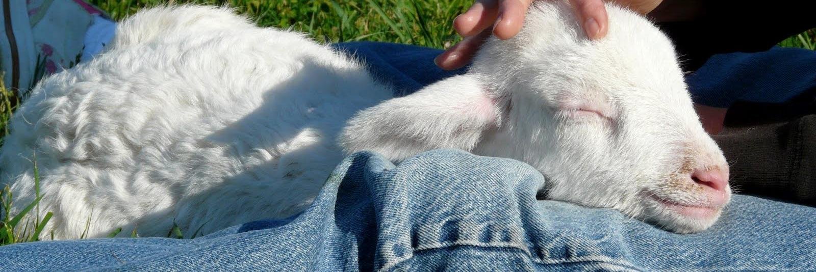 RispettoAnimale's profile banner image