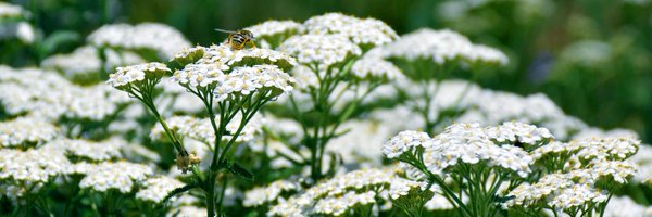 usfs_rmrs Profile Banner