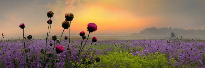 Clifford Gomes banner