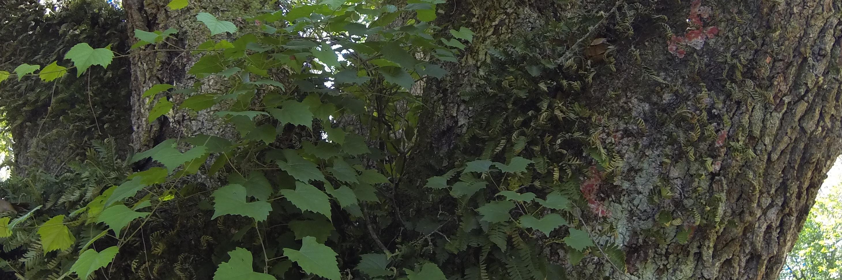 AmeliaSquirrel's profile banner image