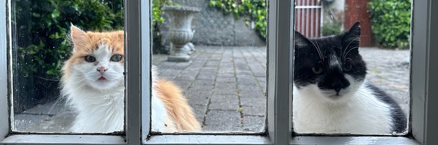 Osh 🌹🏳️‍🌈🏳️‍⚧️ banner