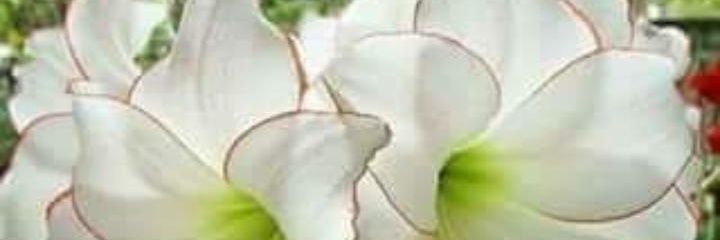 olyhuezo's profile banner image