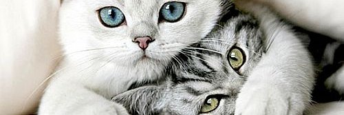 FlyMJT's profile banner image