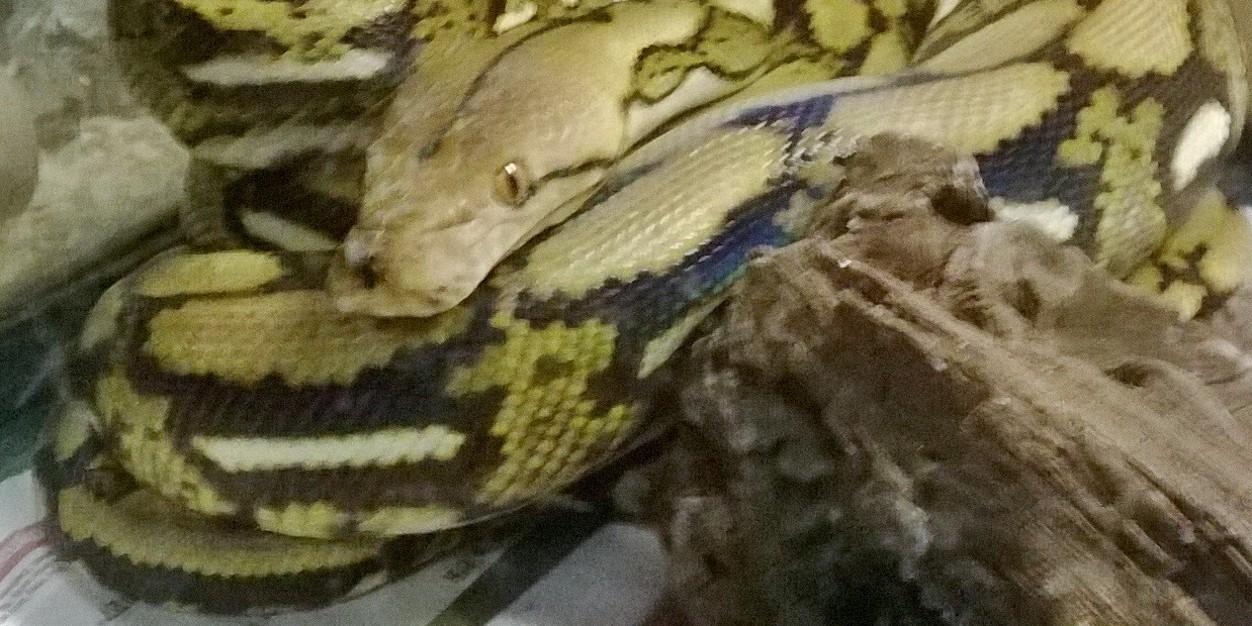 draconis316's profile banner image