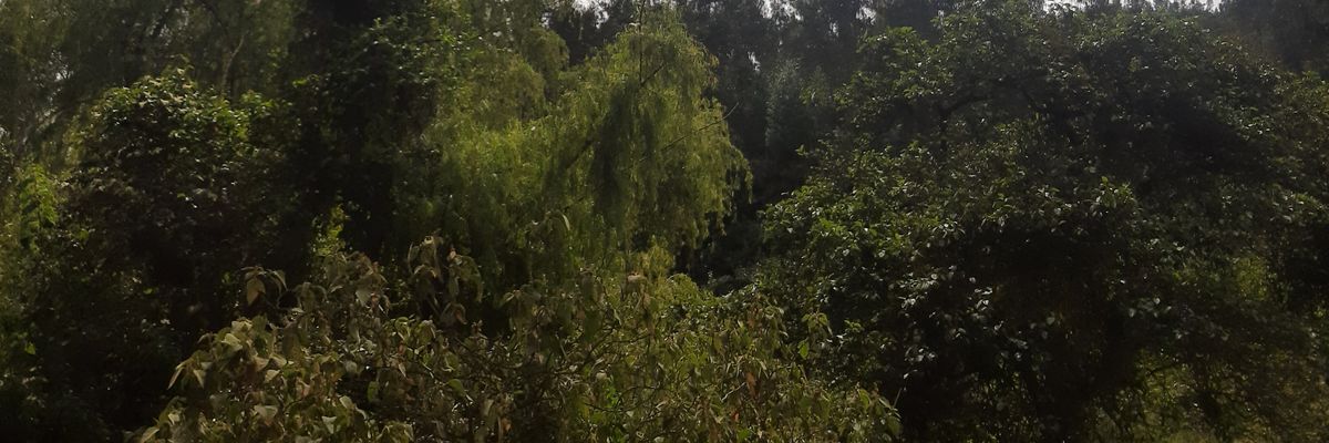 PacaAvila's profile banner image