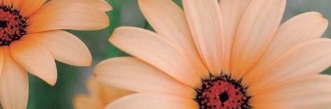 Shelby Caron banner