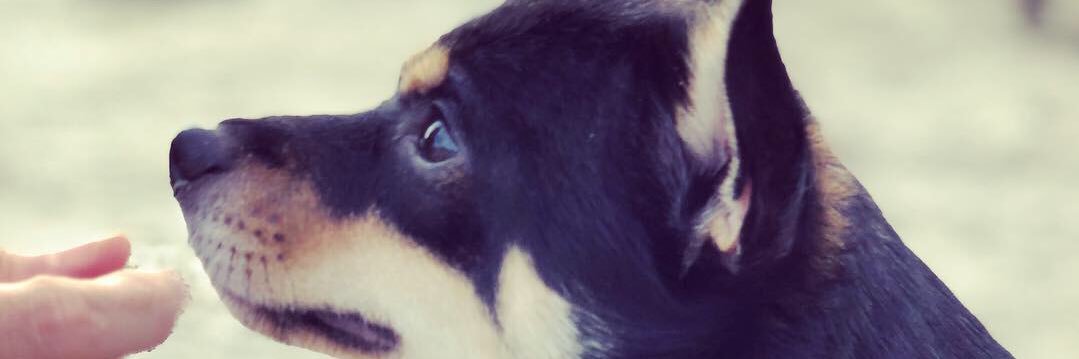 leoleodogman's profile banner image