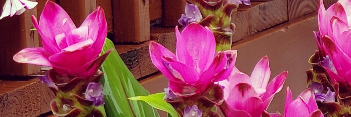SP_Designer's profile banner image