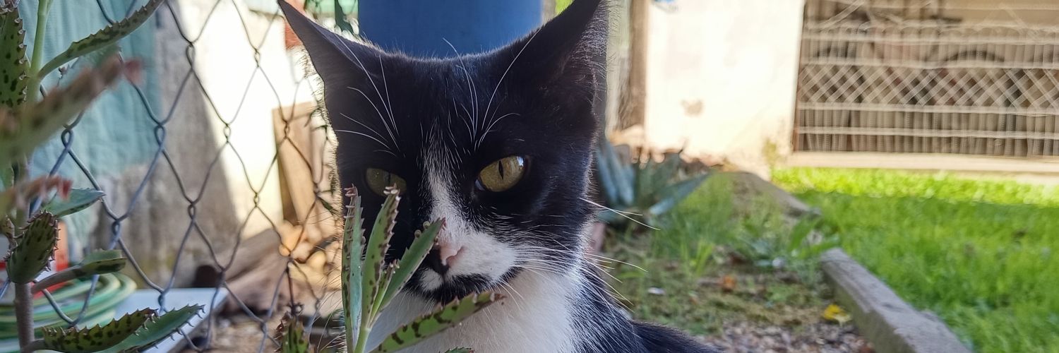 PamelaBermani's profile banner image