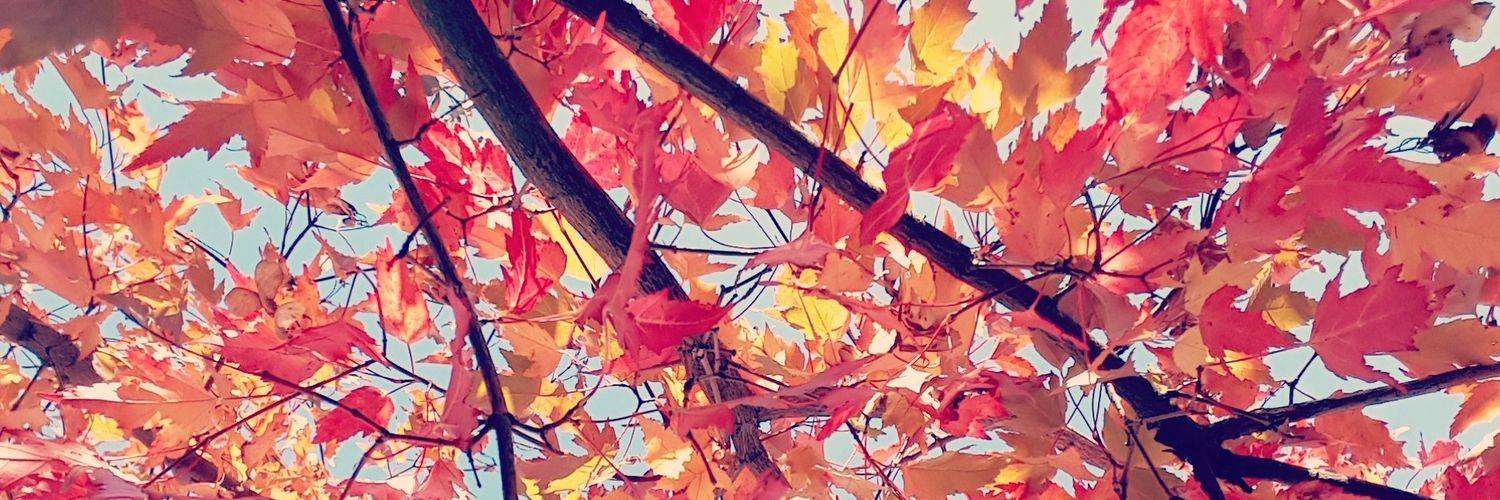 RebeckaQ's profile banner image
