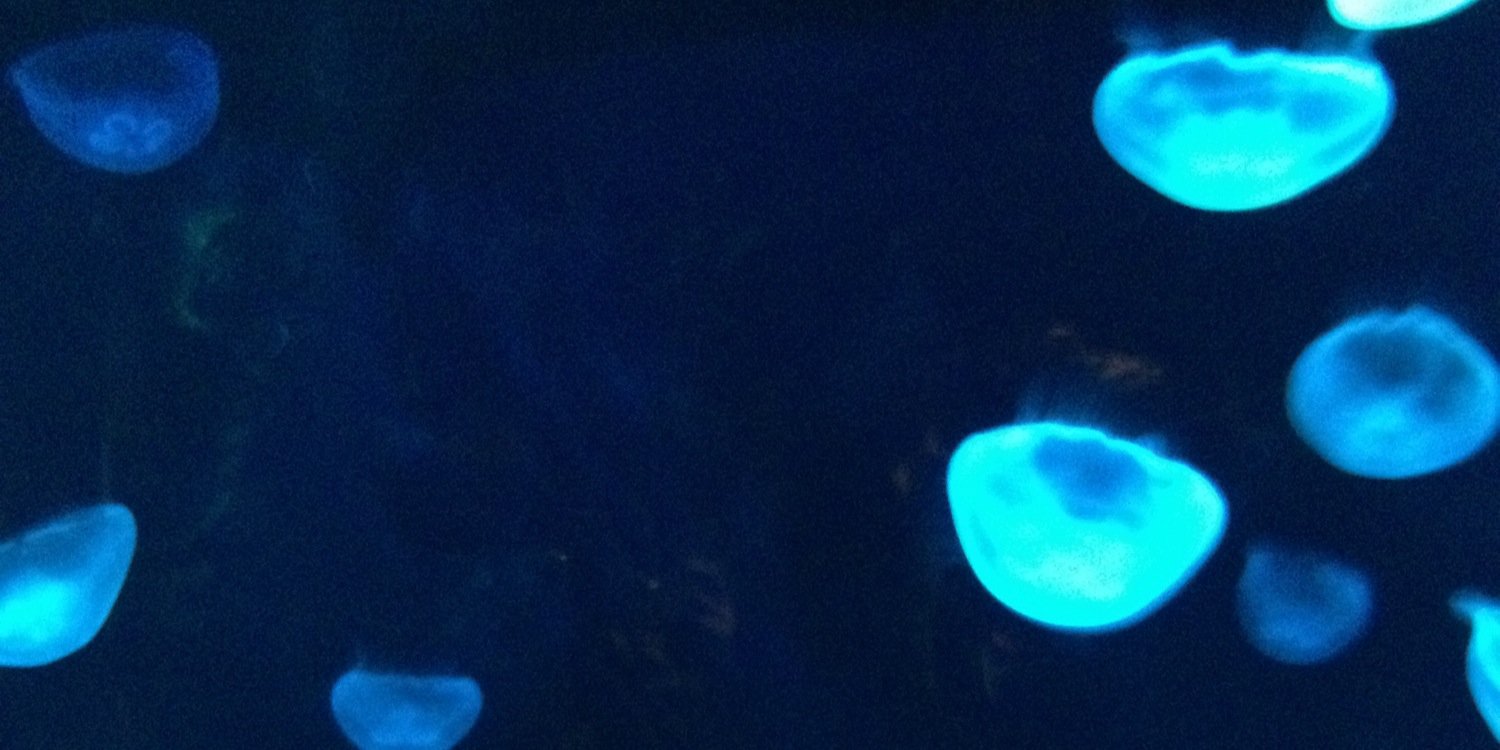 absinthe0126's profile banner image