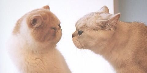 saquinanoor's profile banner image