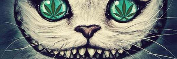 sheii95's profile banner image