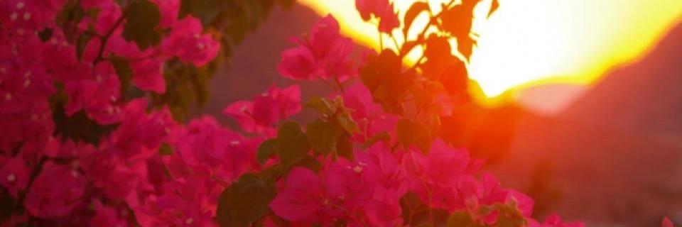BulucuMelda's profile banner image