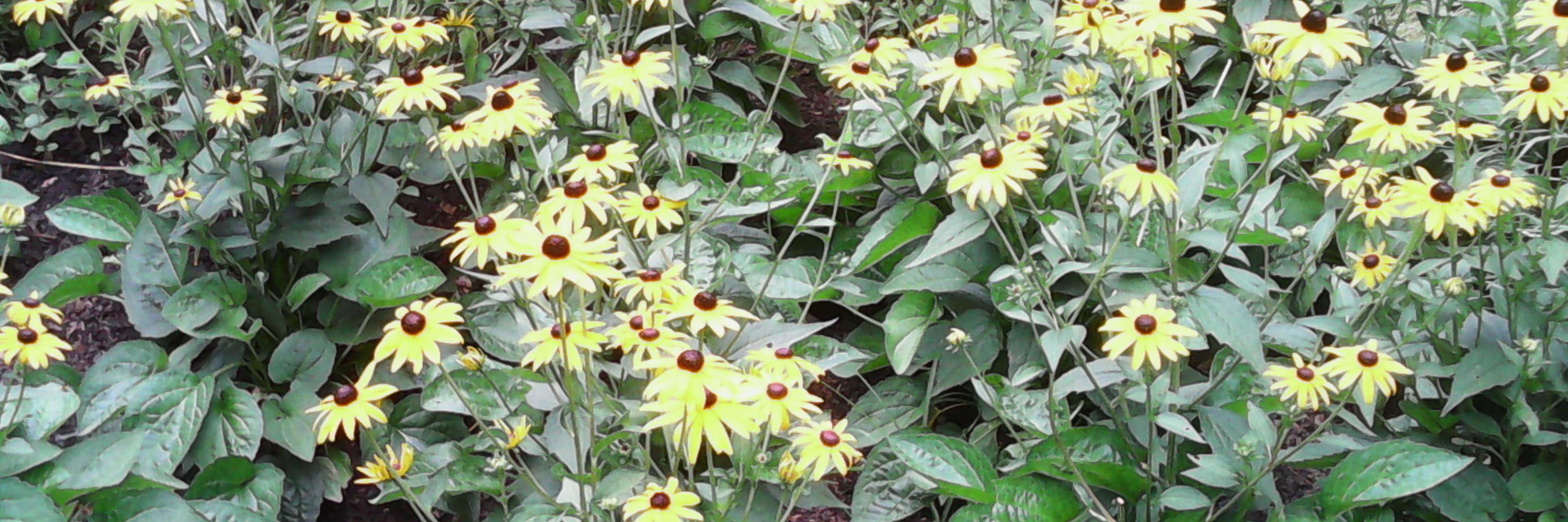 AzizaPanjwani's profile banner image