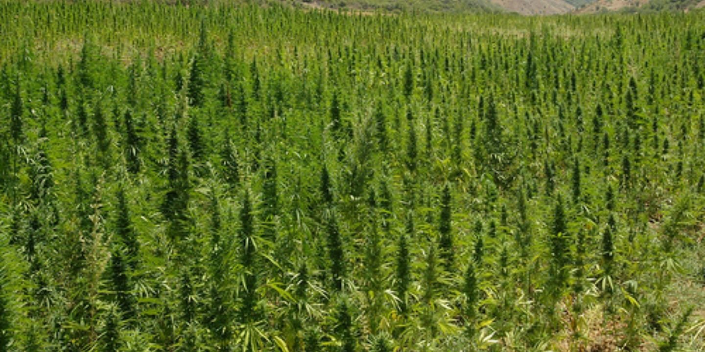 Hemp_Farmers banner