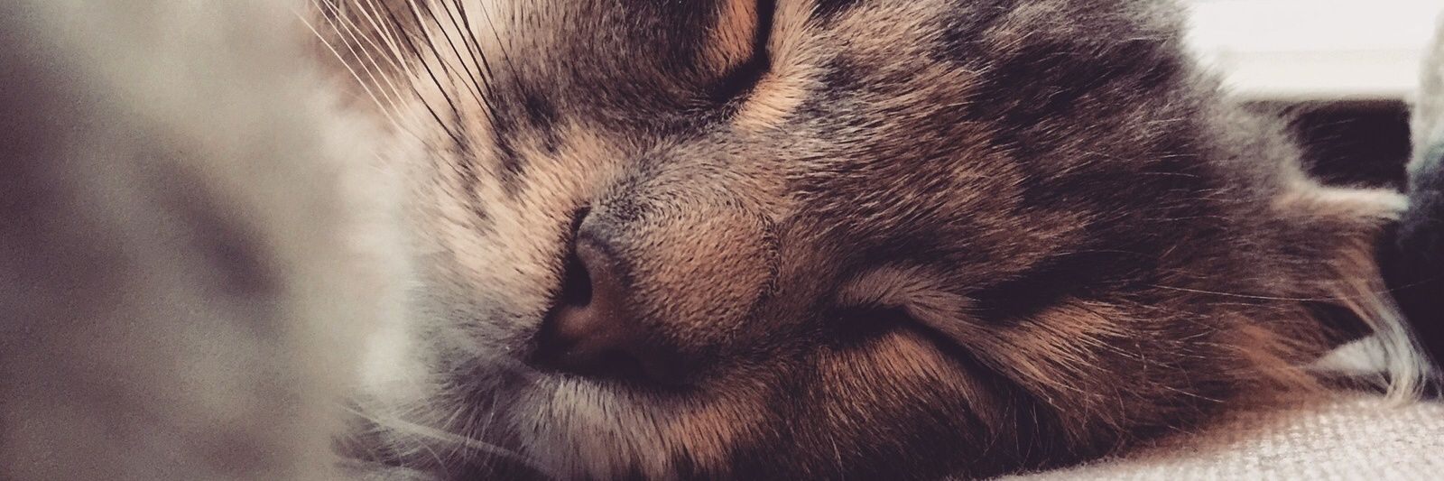 zeeeKaz's profile banner image