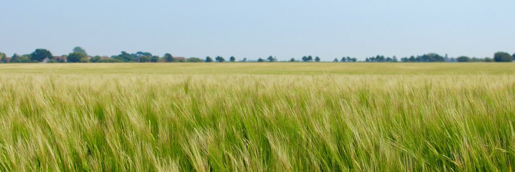Tim Cook banner