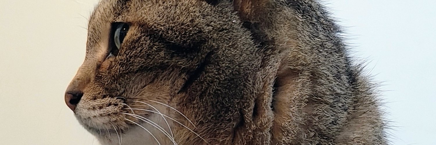tonoccho's profile banner image